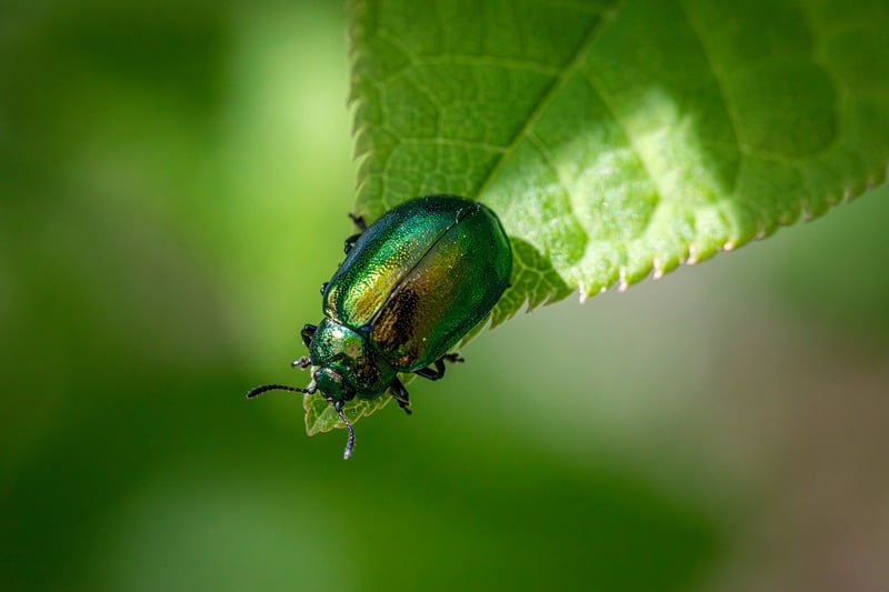Pest Prevention