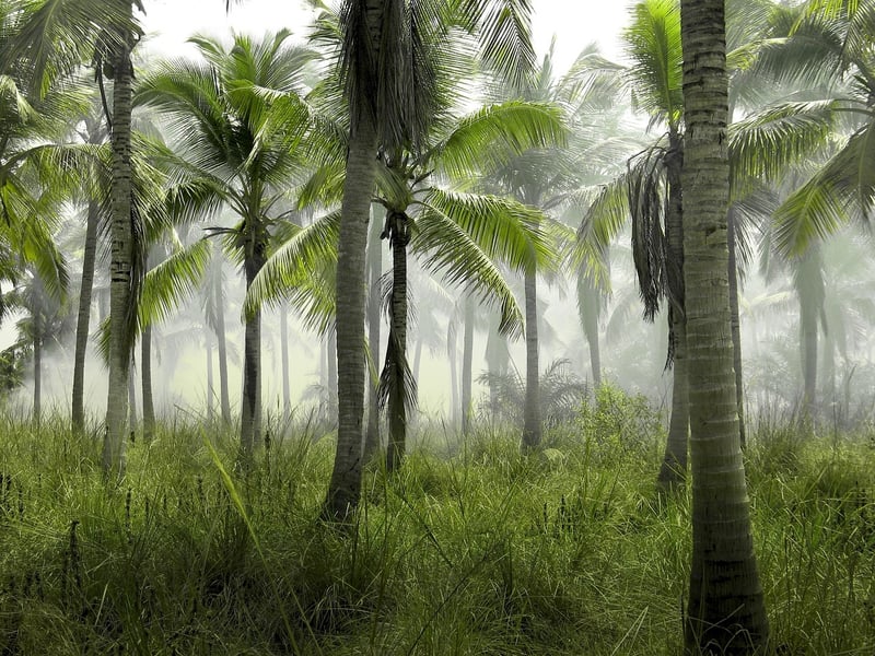 Tropical Paradise Plants
