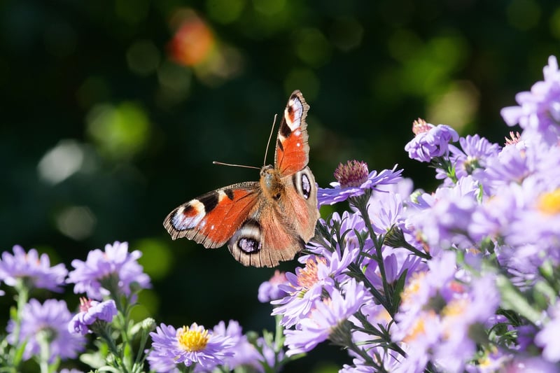 Pollinator Garden