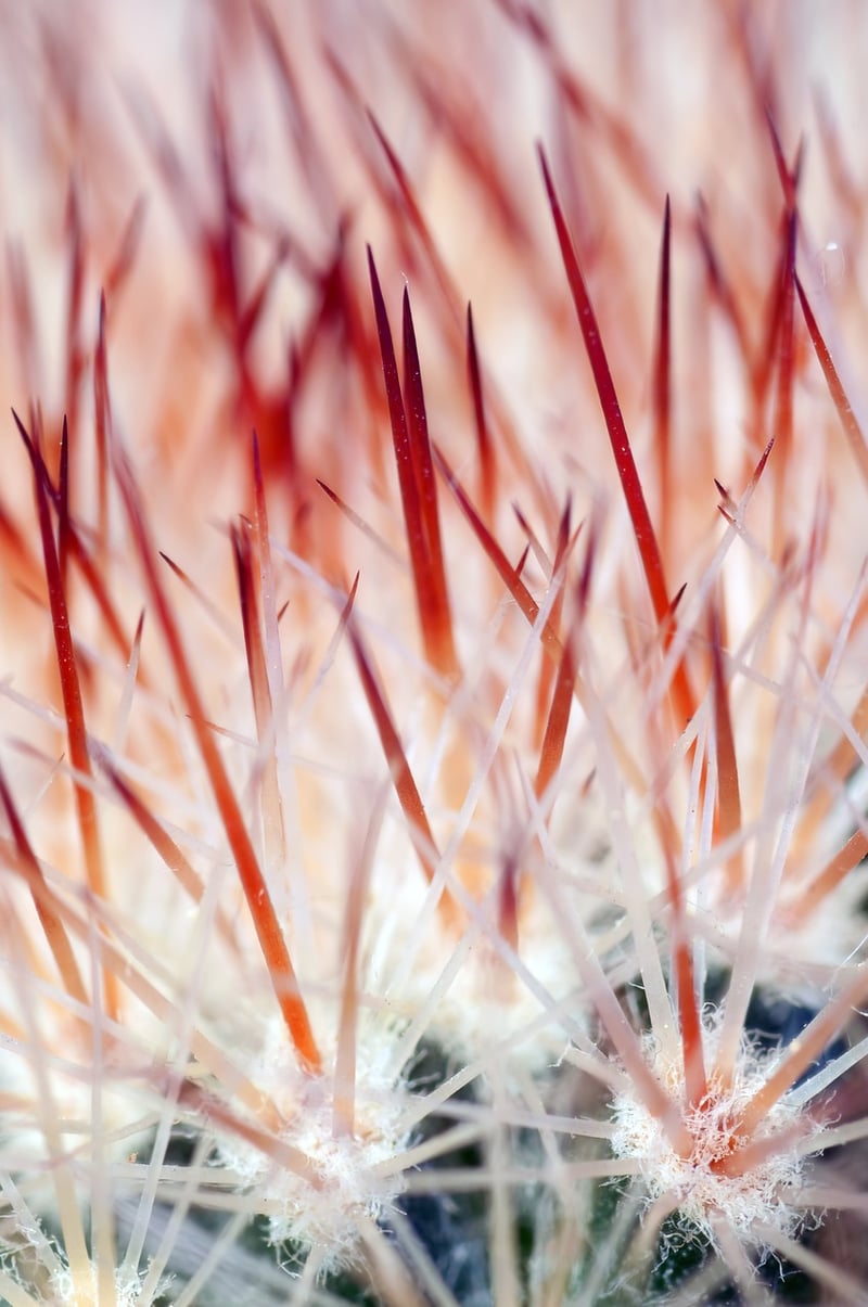 Xeriscaping