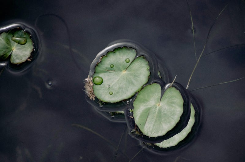 Lotus in Pond