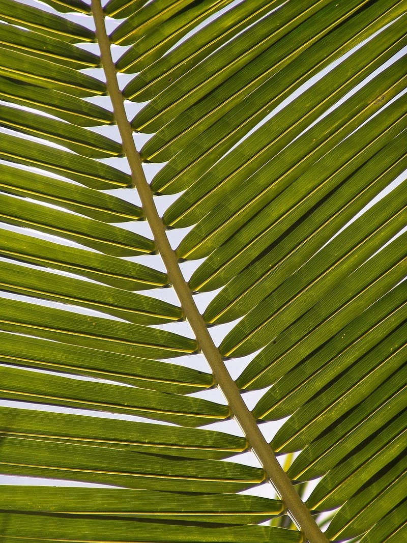 Palm Trees